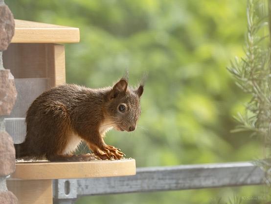 A close-up of a squirrel sitting on a wooden ledge, with a blurred green backdrop. The squirrel has a reddish-brown fur coat and is poised attentively, with its ears perked up.