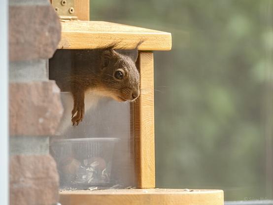 A squirrel is peering out from a wooden feeder, partially resting on the edge. The background is softly blurred, emphasizing the squirrel and the feeder's structure.
