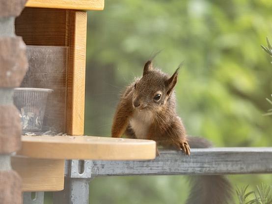 A curious squirrel is perched on a feeder, looking towards the camera. The background features greenery, and the feeder is made of wood and metal.