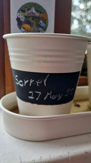 Photo. Small flowerpot with "Sorrel 27 May 25" written on the side.