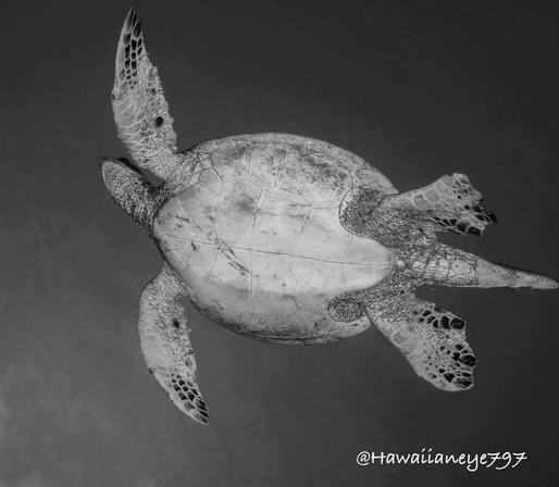 A black and white photo of the underside of a sea turtle.  This male has flattened fins and a long tail.