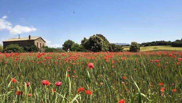 Cel blau i paisatge primaveral a Berga (Joana Canadell)