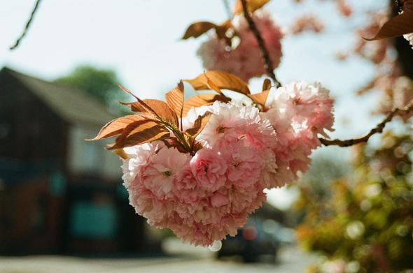 Beauty on a branch, backlit leaves and blossom to finish my Sakura Hanami 2025