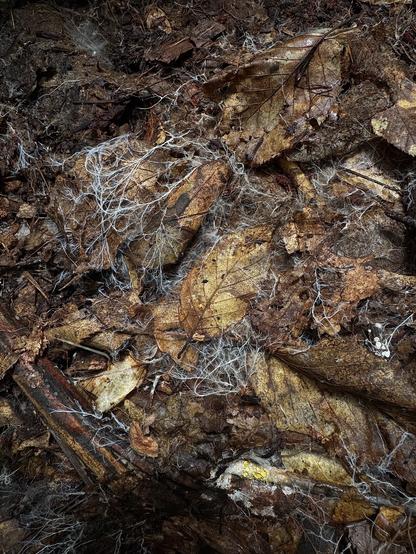 White mycelium on decaying leaves and organic matter found under a fallen log