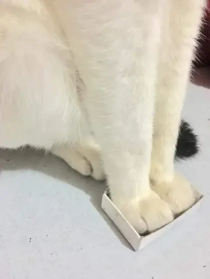 Photo of a cat with its two front paws sitting in a tiny box that is only big enough for two paws.