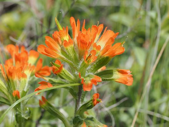 A plant rises from the grass and splits into a dense head of many flowers, with green bracts and bright orange petals.