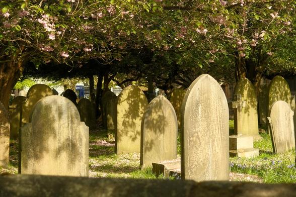 A graveyard of gravestones lit by sunlight and with shadowed areas in the background. Blossom trees shade the gravestones.