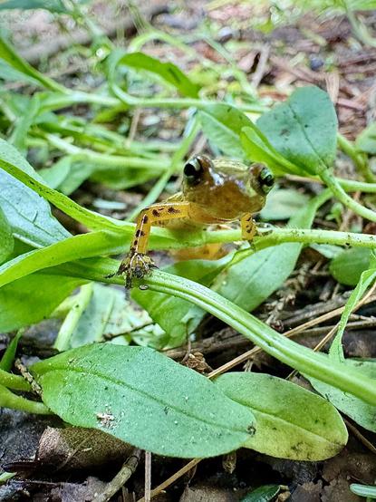A long tailed salamander crawling on some grass looking directly at the camera