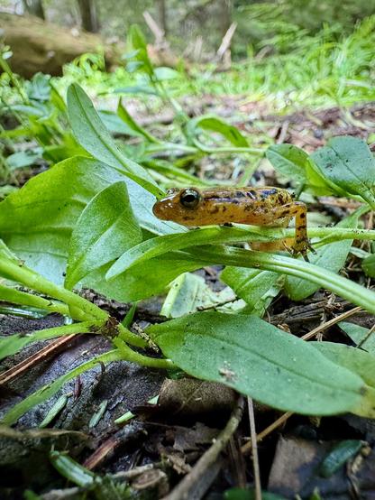 A profile of a long tailed salamander turned away slightly from the camera, sitting on some grass looking directly