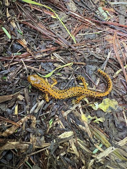 An overhead picture of a long tailed salamander on the forest floor