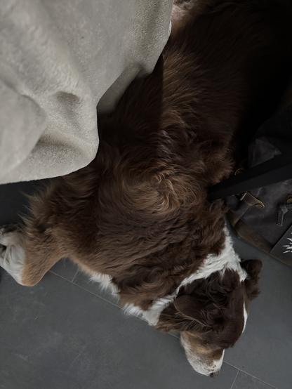 Australian Shepherd liegt unterm Tisch neben einer Decke und schläft