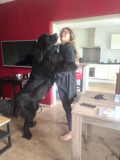 Odin the Newfie holding me in May 2025