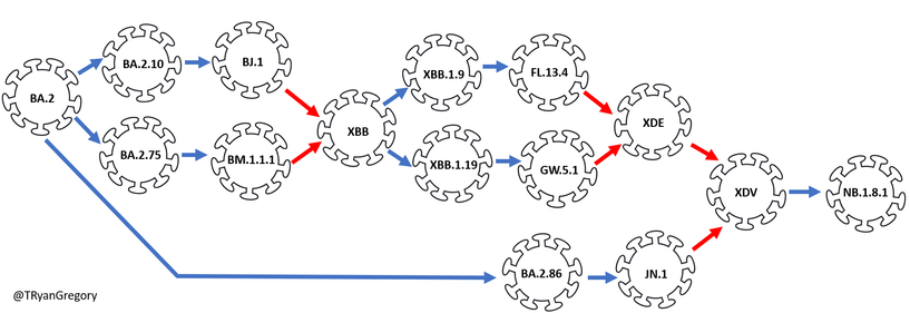 Diagram showing the ancestry of Nimbus (NB.1.8.1). The evolution of NB.1.8.1 has including three recombination events, including XBB (Kraken) and BA.2.86 (Pirola) lineages.