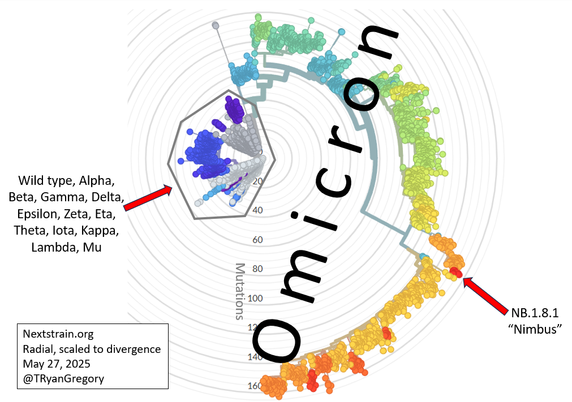 Evolutionary tree of SARS-CoV-2 variants showing the small fraction of diversity covered by every variant with a Greek letter except "Omicron", and the enormous diversity within "Omicron", including Nimbus NB.1.8.1.