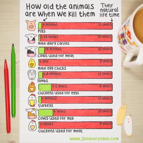 Zeichnung Schaubild, how old the animals are when we kill them