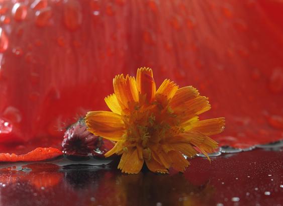An orange blossom and a red bud of the orange hawkweed lie on a wet piece of black glass. A wet red poppy petal forms the background.