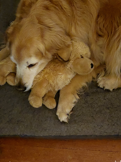 A Golden Retriever with a white "Sugar face" lies sleeping on a fuzzy gray bed with her chin over a stuffed golden retriever toy and the toy cradled between her paws.