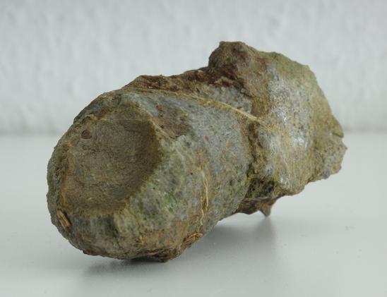 A detailed photo of one of the gray fossilized marine creatures. The striped surface is clearly visible. The background is blurred and white.