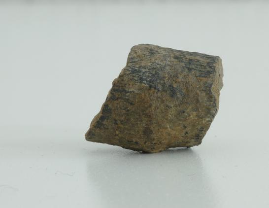 A detailed photo of another gray fossilized marine creature. The striped surface is clearly visible. The background is blurred and white.