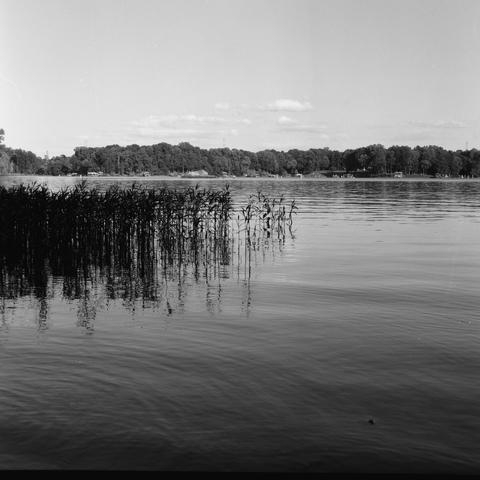 Some sort of grass/reed coming up out of the water and reflected below