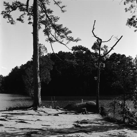 Two trees and a bench.  One tree is small, scraggly, and bare