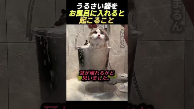 うるさい猫をお風呂に入れると起こること #動物 #猫 #可愛い猫 #猫の鳴き声 #猫の鳴き声 #にゃんこ