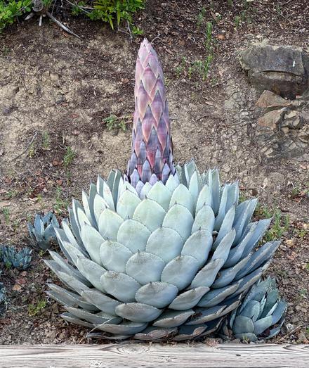 An agave we a large 18inch flower spike sticking out of the top.