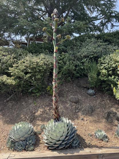 Same agave as other picture, but flower spike is now at least 10 feet tall.