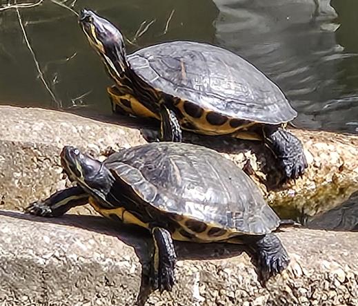 Two big pond slider turtles resting on concrete drainage fixtures next to a pond.