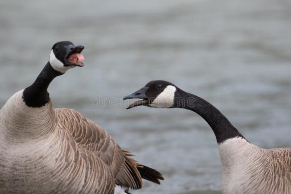 Picture of two Canadian geese honking