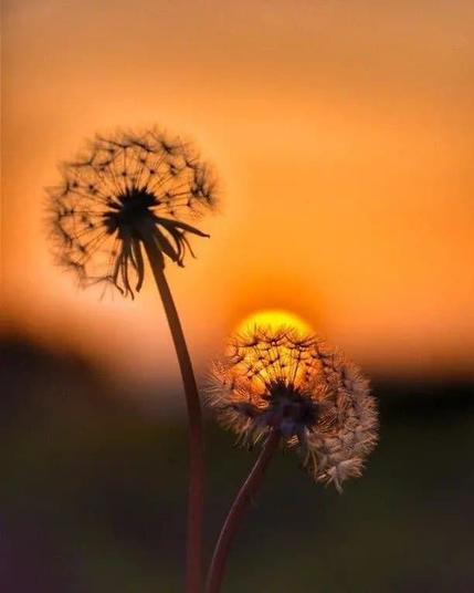 Zwei Pusteblumen im orangewarmem Licht der untergehenden Sonne
Quelle: Tere MV, Pinterest