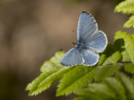 Sinisiipi paistattelee kylmän aamun auringonvalossa. Holly blue butterfly basking in the cold morning sunlight.