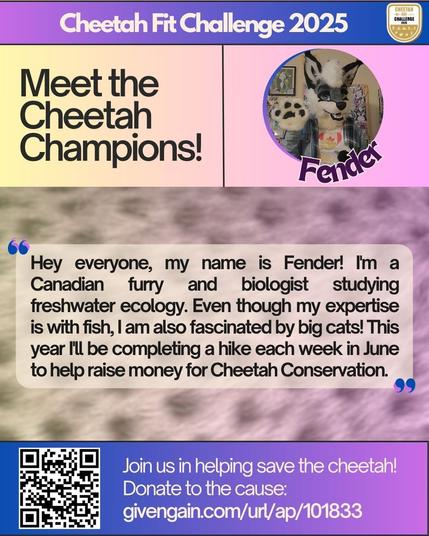 Cheetah Fit Challenge 2025 header with logo. Title reads "Meet the Cheetah Champions!" with a photo of Fender, a wolf-husky fursuiter wearing a Cheetah Fit Challenge shirt.
On a cheetah print background is a quote from them: Hey everyone, my name is Fender! I'm a Canadian furry and biologist studying freshwater ecology. Even though my expertise is with fish, I am also fascinated by big cats! This year I'll be completing a hike each week in June to help raise money for Cheetah Conservation."
QR code leads to the donation page. Text beside: Join us in helping save the cheetah! Donate to the cause: givengain.com/url/ap/101833