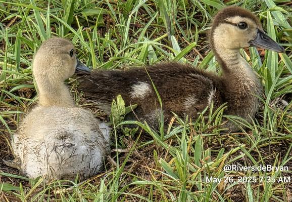 Two baby muscovy ducklings resting on the ground in a patch of grass.