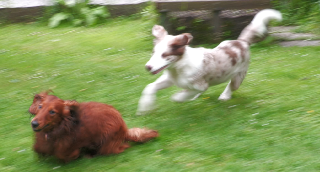 two dogs playing in grass
both are running like crazy
#Krios in front followed by #Felix
running dachshund is even lower than normal
tail is at ground level, ears are moving up and down and the body is also much involved to get every bit of traction