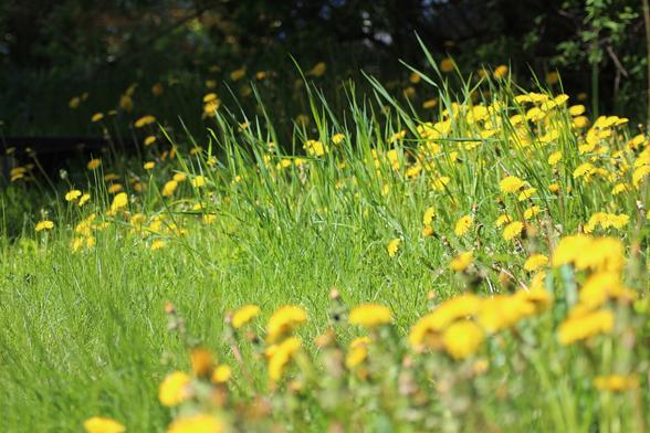 Sunny patch of tall grass and a sea of dandelions.