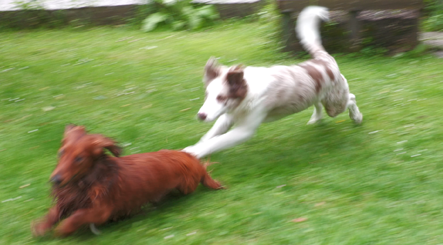 dogs running as before
now dachshund body is stretched long