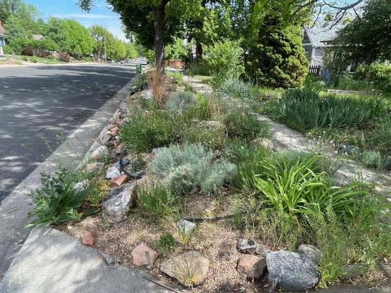 A strip of ground, about 8 feet wide and 20 feet long, framed by street, sidewalk, steps, and driveway, filled with xeriscape plants and rocks.