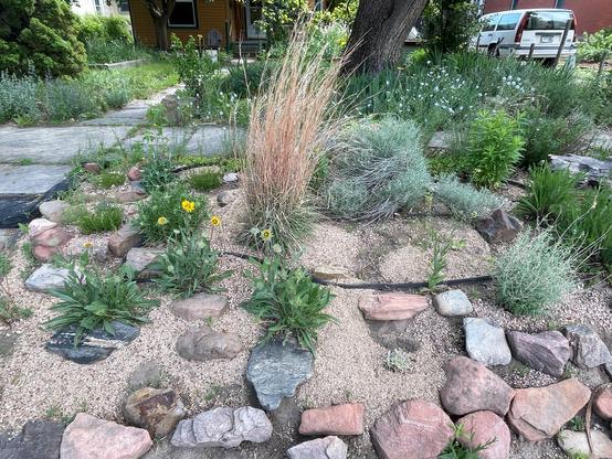 A pretty xeriscape, full of drought-tolerant native plants and rocks.
