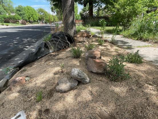 The ground between a sidewalk and a city street, steep and about 8 feet wide, covered with squeegee. There are some rocks and plants: penstemons, liatris, bee balm. In the background there is black plastic landscape fabric and the trunk of a young oak tree.