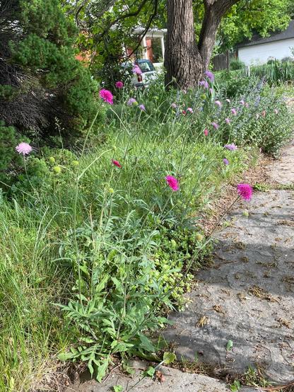 Grass, knautia, and catmint, on the house side of the sidewalk. There is a catalpa tree in the background and a large non-native evergreen on the left of the picture.