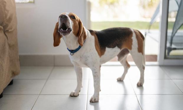 Perro de raza beagle ladrando. (Getty Images)