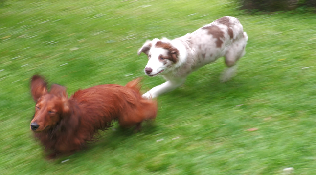 dogs still running like their life depends on it
krios front feet have touched ground again 
body is about to bend,
eyes are closed 
and his flur moves in multiple directions
long hair add to action take