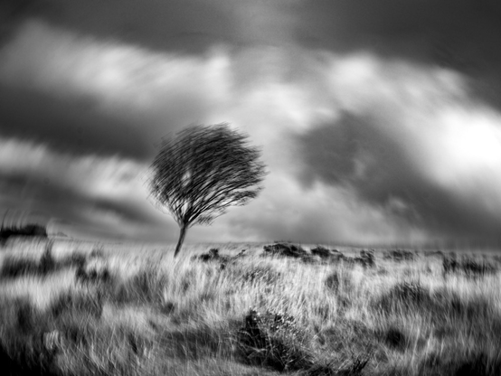 Winds blown tree on Dartmoor grassland in black-and-white
