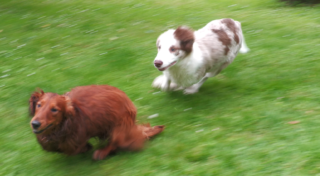 Krios front legs are at the rear ones
eyes are open
a big smile in his face
body bend
Felix body is straight, more or less only feet are moving
they are running a left curve