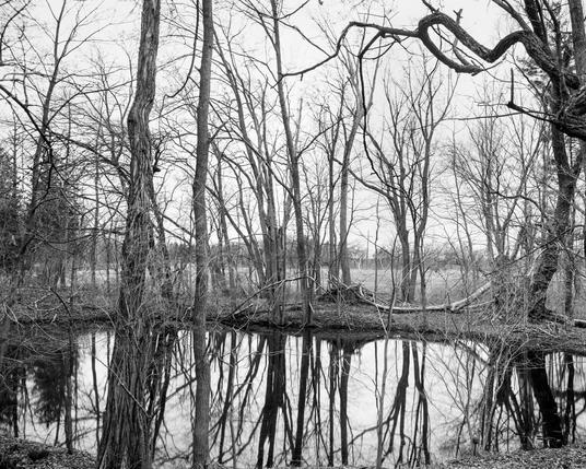 April 4, 2025 7:26 pm. Town of Ulysses, Finger Lakes, upstate NY. Pond, trees in early spring.

Camera: Gowland 8x10. Lens: Fujinon-W S 210mm f/5.6. Film: Fomapan 100. Exposure: 60s at f/29. Process: HC-110 1+31 5:30 (5m at 20.6C). Scan: Sony A7ii.

According to Sun Surveyor, this was just about sunset, looking west. I don't remember much about this picture, including what I was going for. Negative and some discussion follow in reply.