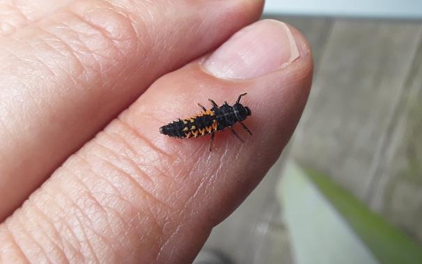 A small black and orange six-legged bug (a ladybug larva) crawling on my finger.