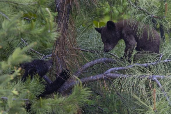 Two black bear cubs in a pine tree. One is on the trunk and the other is out on a flattened limb. The branches are fairly sparse. The one on the trunk is quite black, and the one on the limb is lighter brown. Eventually they both fell out the tree :)
