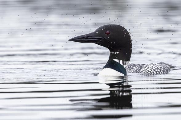 A common loon on the water. It is a side profile with the bird’s beak pointing to the left of the frame. It’s head is covered in small flies, and even more are flying around its head.