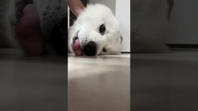 #akitainu こねるとアザラシになる秋田犬